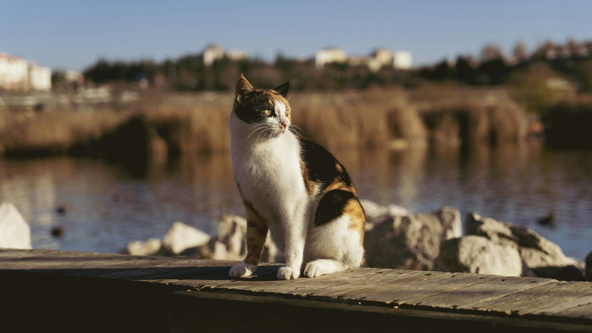 Goelbasi-Mogan-See-und-Naturpark